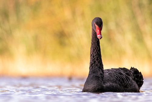 Schwarzer Schwan