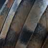 Details kerkuil veren van Danny Slijfer Natuurfotografie