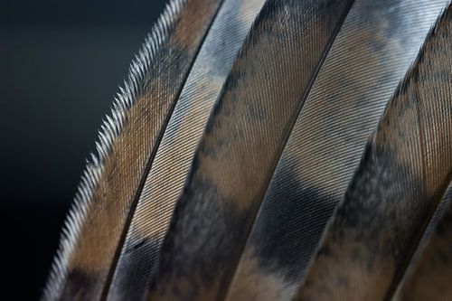 Details kerkuil veren