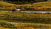 Paarden in de Helderse duinen von René Holtslag Miniaturansicht