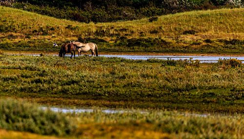 Paarden in de Helderse duinen