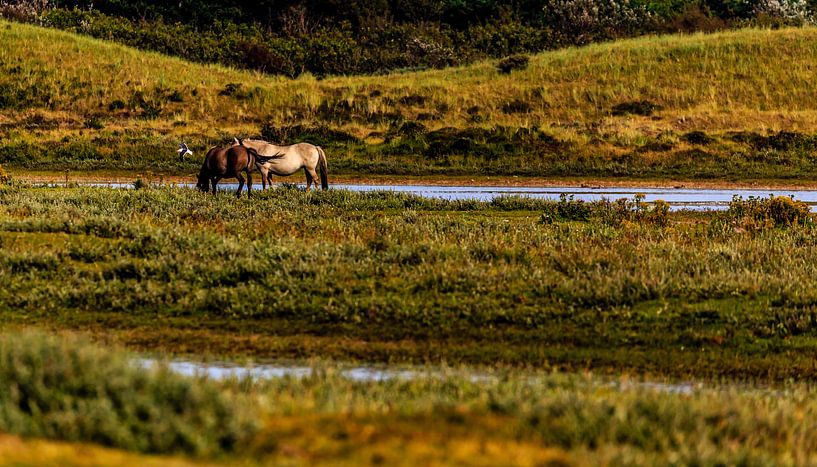 Paarden in de Helderse duinen von René Holtslag