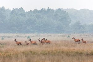 Edelherten op de heide bij Uddel, Veluwe