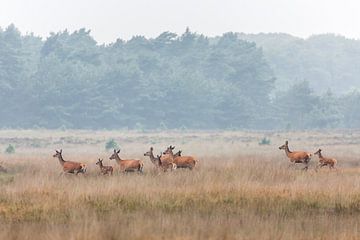 Edelherten op de heide bij Uddel, Veluwe sur Evert Jan Kip