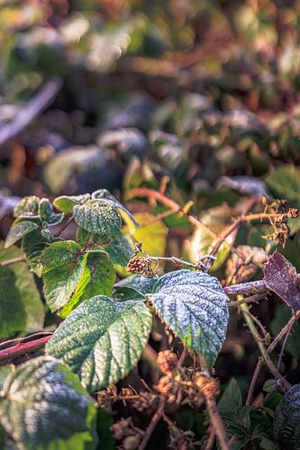 Frost in the Bramble Bush