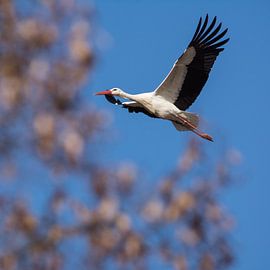 Stork floats in the air