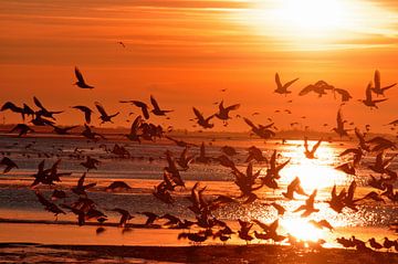 Meeuwen bij zonsondergang op Langeoog / Oost-Friesland Noordzee van Karl-Heinz Petersitzke