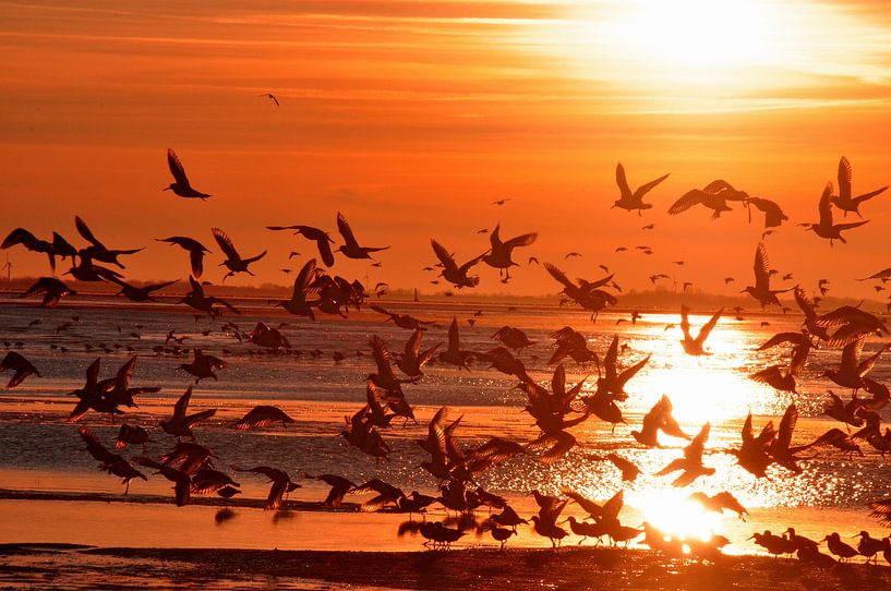 Meeuwen bij zonsondergang op Langeoog / Oost-Friesland Noordzee van Karl-Heinz Petersitzke
