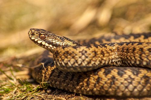 Adder