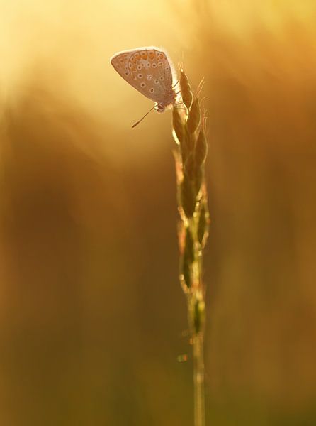 une belle et chaude soirée d'été par Remco loeffen