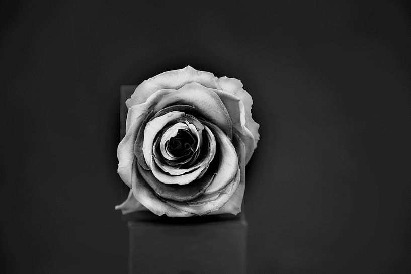 Rose schwarz und weiß von Roland de Zeeuw