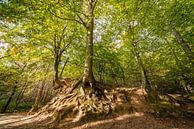 Herfst in het bos van Brakel van Marcel Derweduwen thumbnail