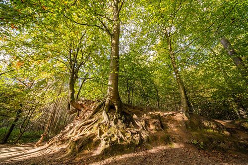 Herfst in het bos van Brakel