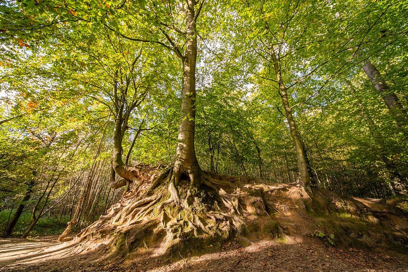 Herfst in het bos van Brakel van Marcel Derweduwen
