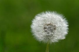 Le pissenlit à l'honneur sur Spijks PhotoGraphics