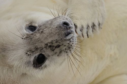 Zeehondepups