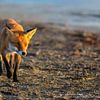 Fuchs am Ostseestrand von Daniela Beyer