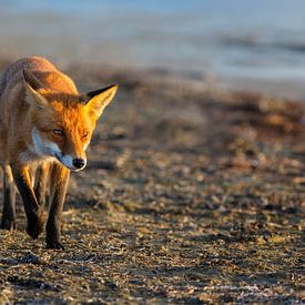 Fox on the Baltic Sea beach by Daniela Beyer