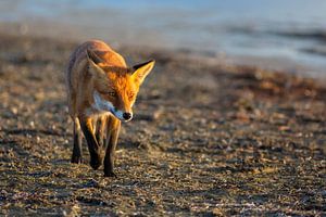 Fuchs am Ostseestrand