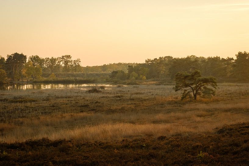 De boom bij het water van Johan Vanbockryck