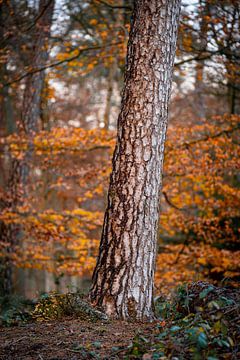 Baum im Wald Herbst in den Niederlanden von Tatiana Verbiesen