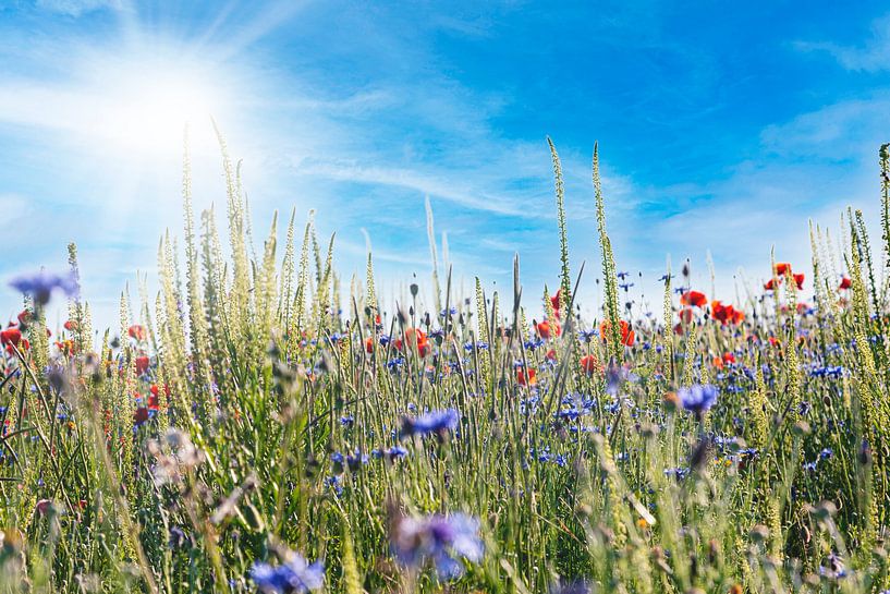 Sommerwiese von Thomas Heitz