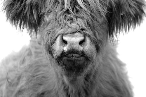 Schotse hooglander kop kalf zwart wit
