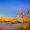 Het eerste zonlicht op de vegetatie in de Kalahariwoestijn, Namibië van Rietje Bulthuis