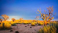 Het eerste zonlicht op de vegetatie in de Kalahariwoestijn, Namibië van Rietje Bulthuis thumbnail