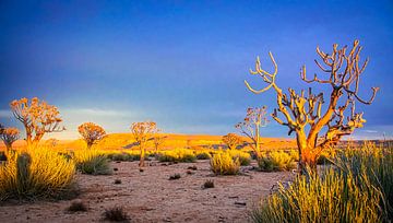 La première lumière du soleil sur la végétation dans le désert du Kalahari, en Namibie