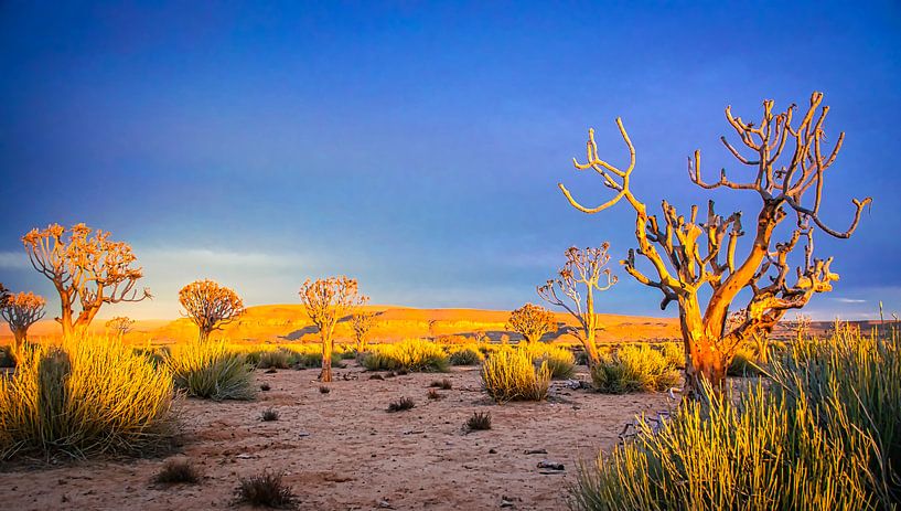 Het eerste zonlicht op de vegetatie in de Kalahariwoestijn, Namibië van Rietje Bulthuis