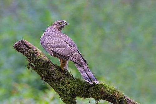 Looking Backwards (Havik)