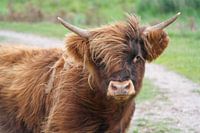 Portret Schotse Hooglander