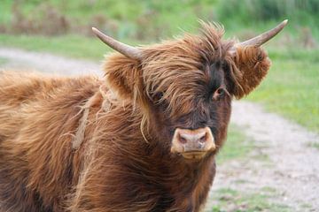 Portret Schotse Hooglander