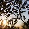 In de olijfgaard bij San Quirico d'Orcia in Toscane (I) van André Blom Fotografie Utrecht