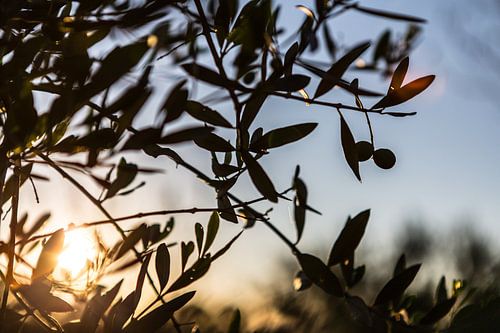 In de olijfgaard bij San Quirico d'Orcia in Toscane (I)