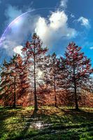 Baum