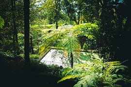 jungle in Madeira by jonathan Le Blanc