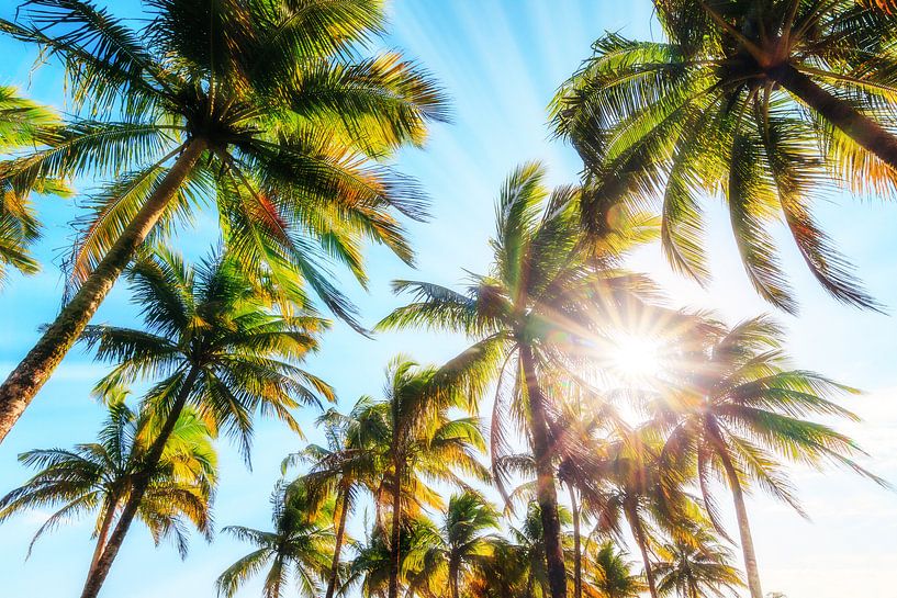 Zonnige palmbomen in Madagaskar van Dennis van de Water