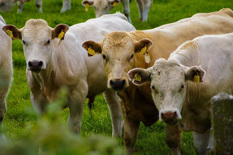 Blonde d’aquitaine van Niek Traas