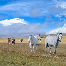 Cotopaxi horses by Peter Vruggink