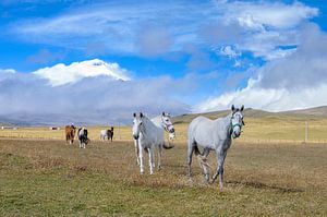Cotopaxi horses sur Peter Vruggink