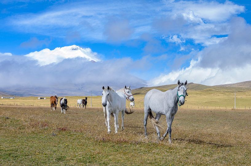 Cotopaxi paarden von Peter Vruggink