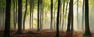 Magie in het Speulderbos - Panorama #1