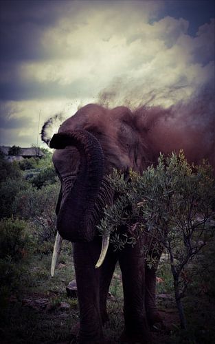 Elefant nimmt einen Sand "Dusche"