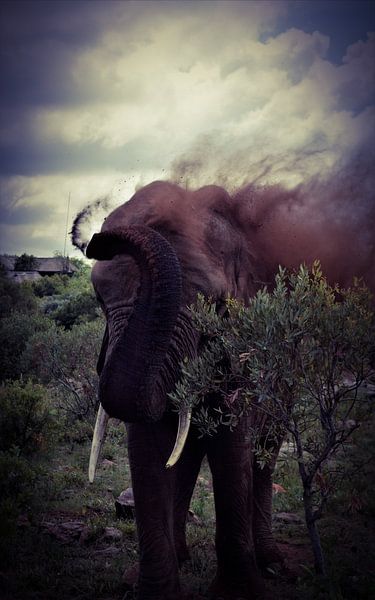 Elephant takes a sand &quot;shower&quot; by Kim de Vos  - Carpe Diem