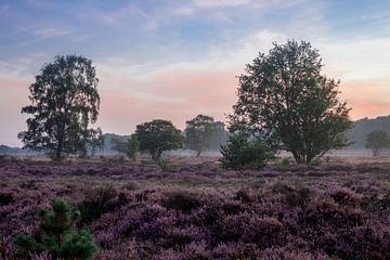 Blühende Heide von Koen Boelrijk Photography