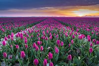 Een veld vol kleuren