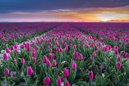 Ein Feld voller Farben