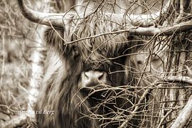 Scottish highlander by Angela van den Berg